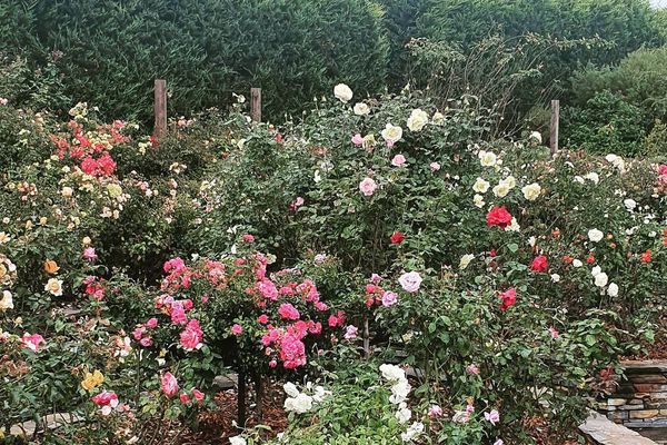 大蔷薇丛充满了不同的品种。