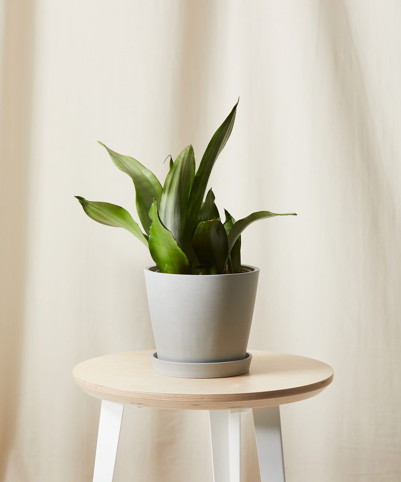 Sansevieria Moonshine.