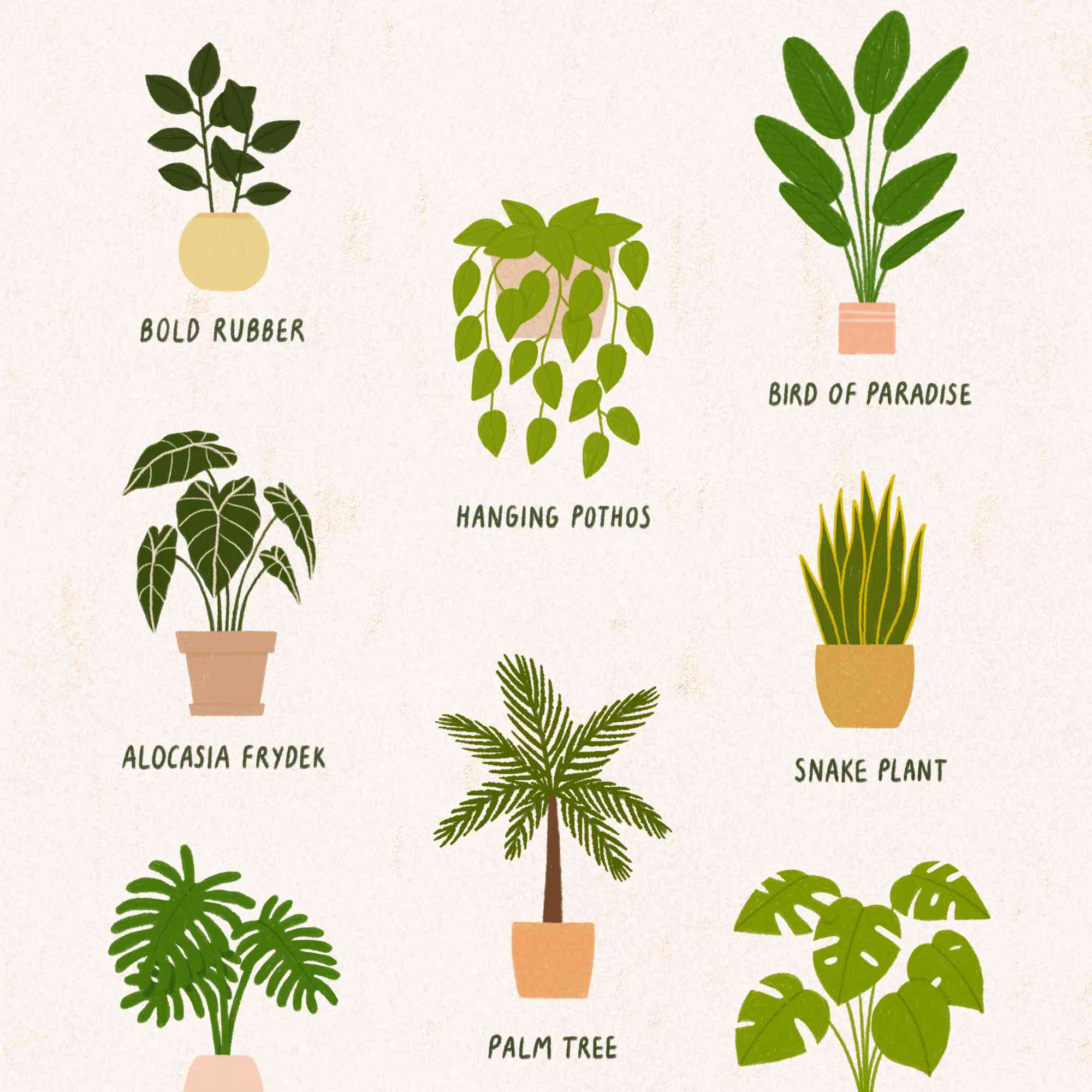 最佳室内植物照亮你的家