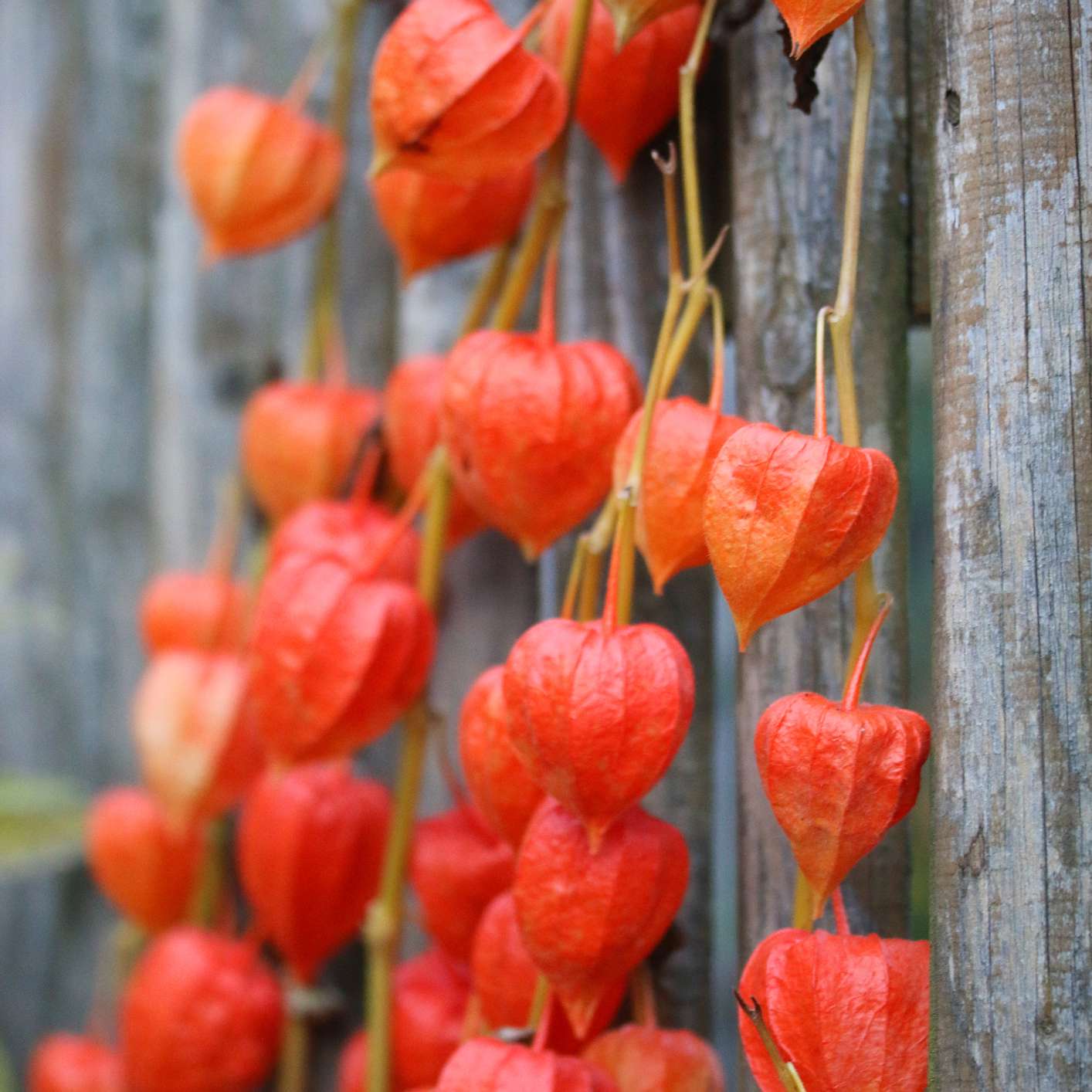 明亮的橙色中国灯笼植物外壳生长在黄色茎对着木栅栏户外