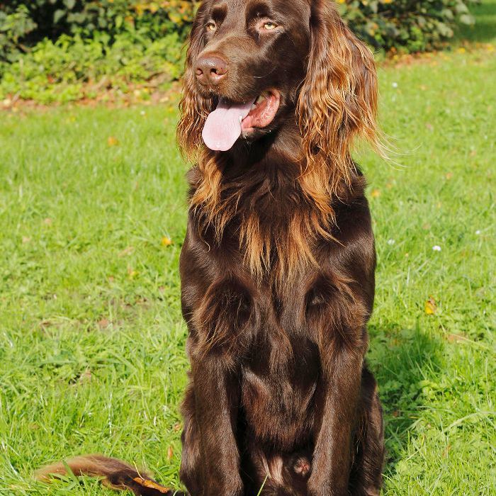 德国长毛指针-10最美丽的犬种