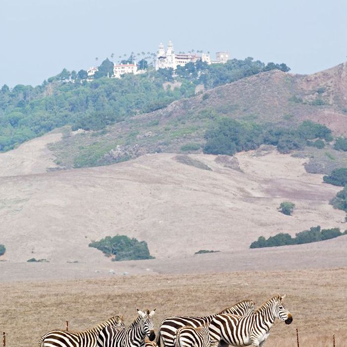 几只斑马在田野里，背景是隐约可见的心之城