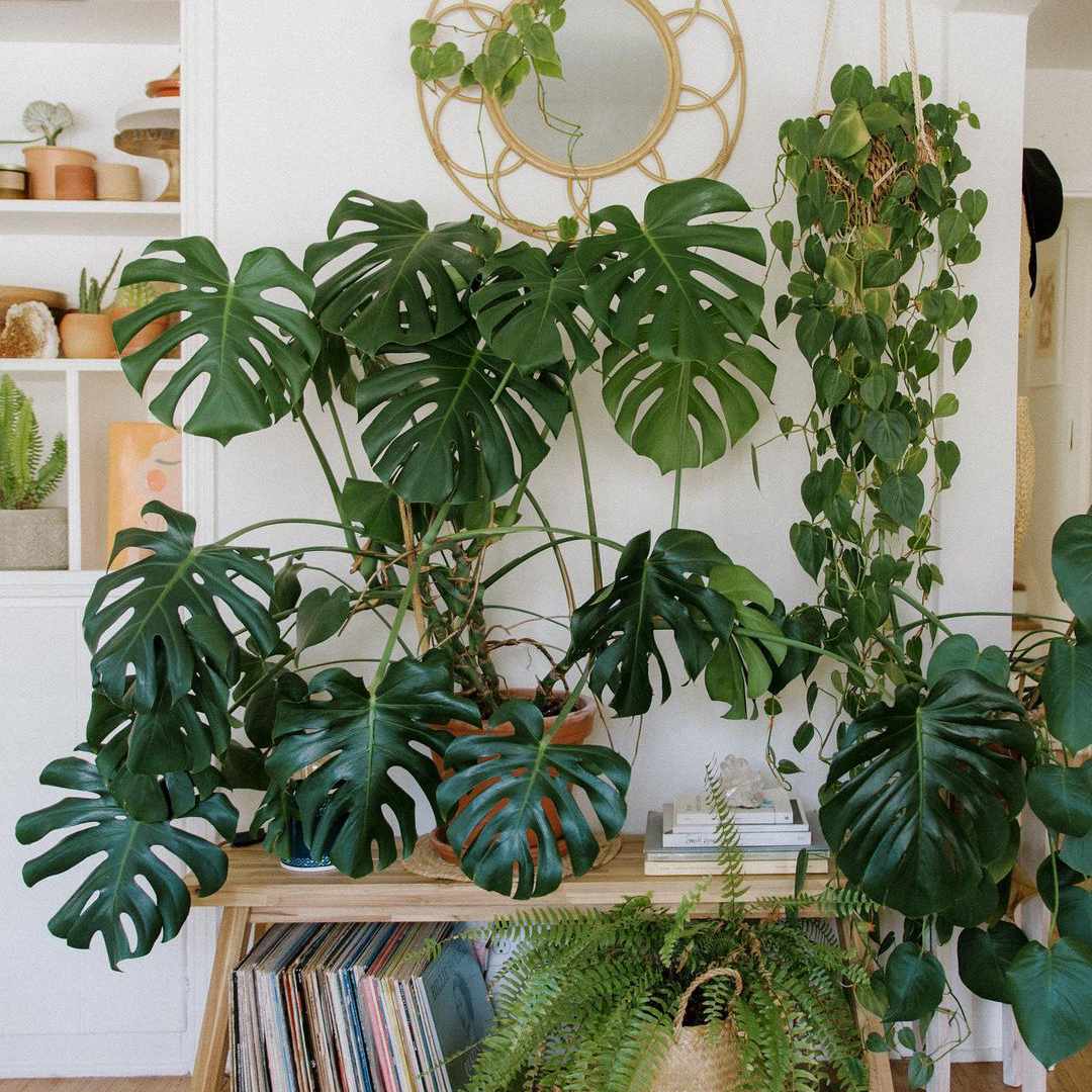 靠着墙的怪物植物