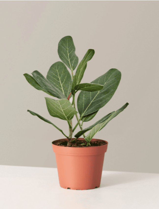 热带榕属植物奥黛丽