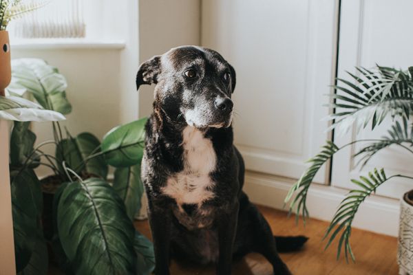 黑狗雪白的胸脯坐在地板上有两个盆栽植物盆栽