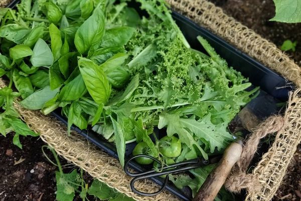 篮子充满了新鲜的裁减草本。