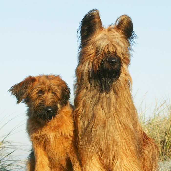 布赖德- 10最美丽的狗品种