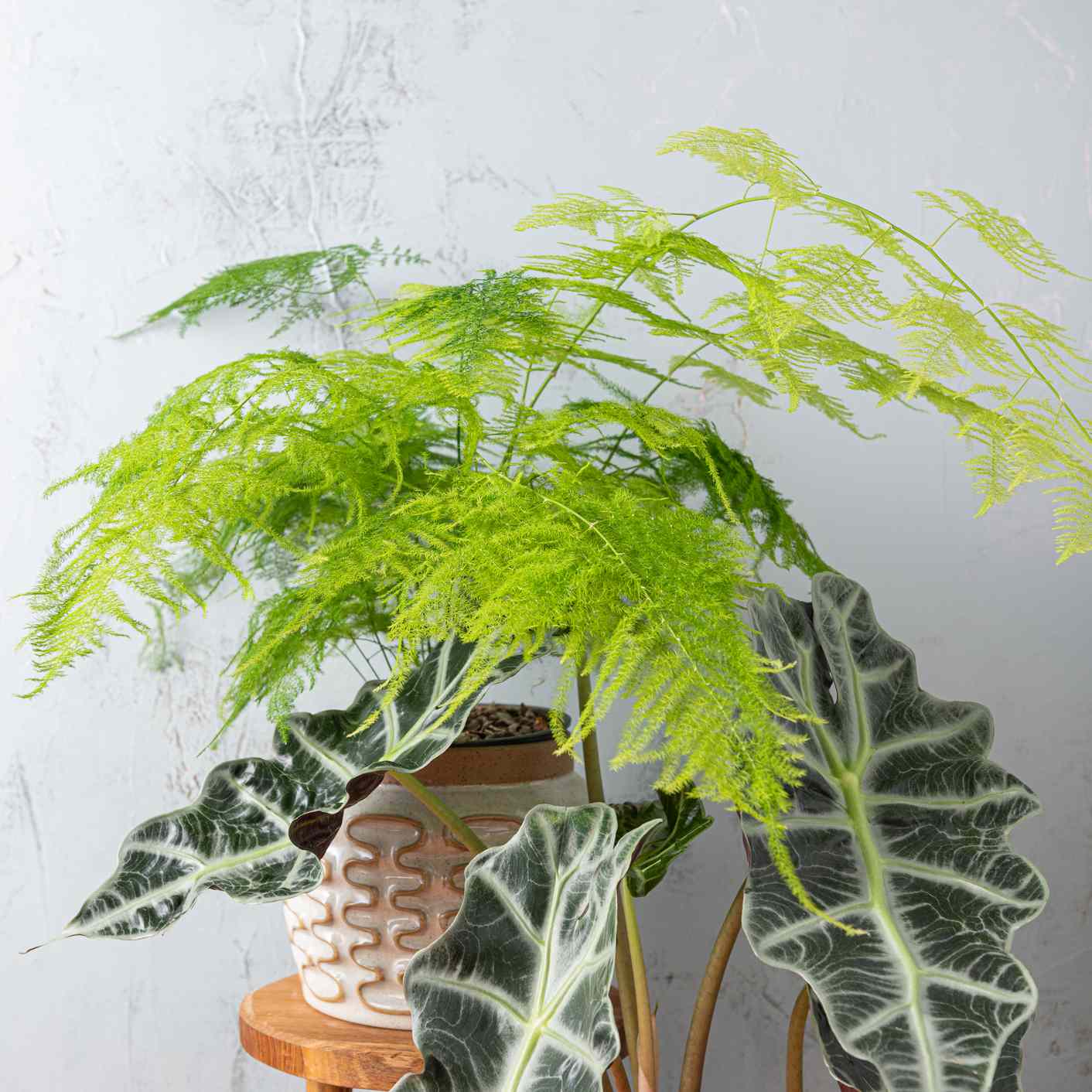 浅绿色芦笋蕨类和绿色和白色海芋在凳子盆在灰色的背景前