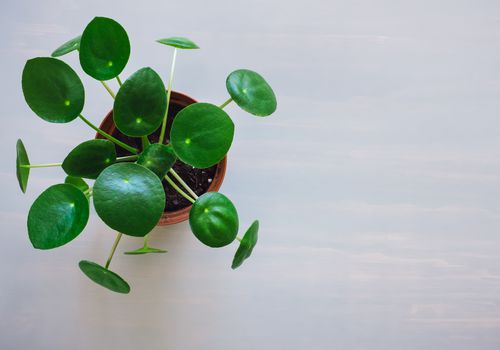 冷水花厂