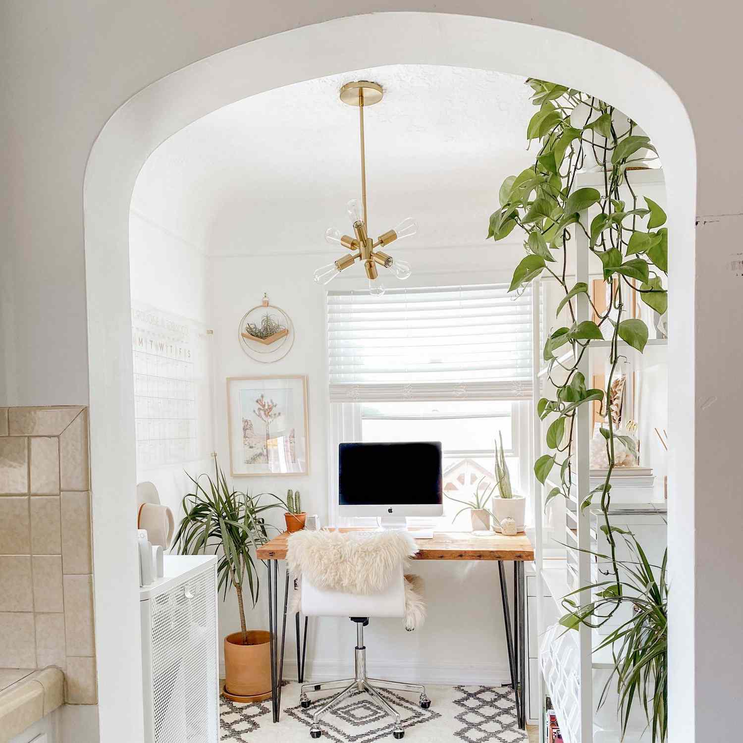 办公室的左边有一棵龙树。