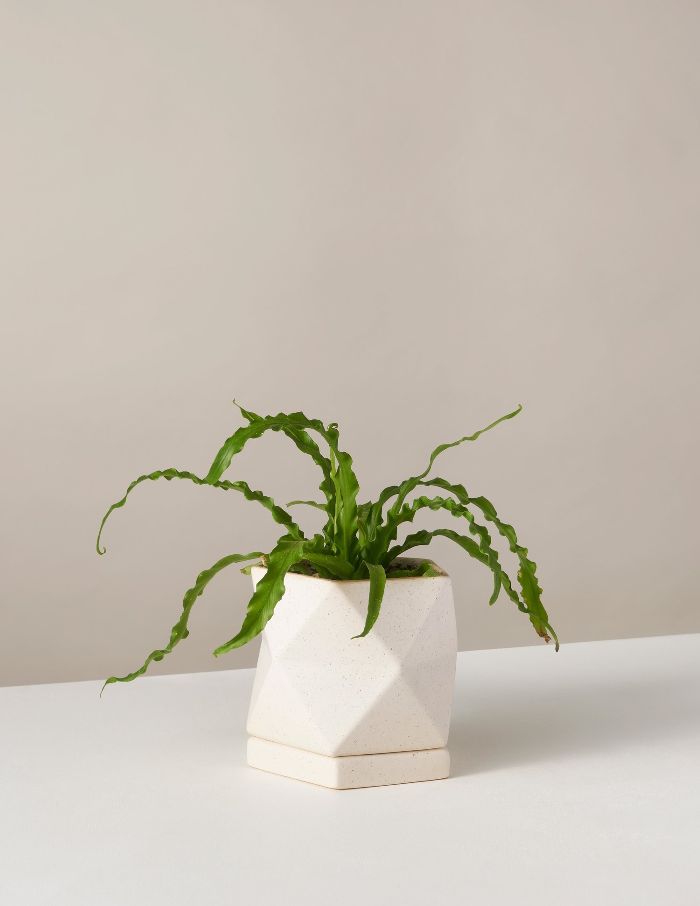 五边形植物中窗台上的燕窝蕨类植物