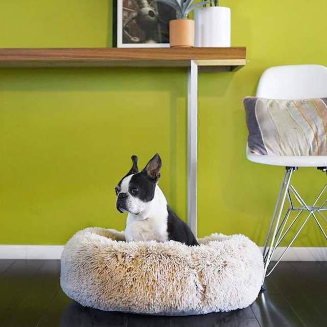 原装平静的甜甜圈狗床“class=