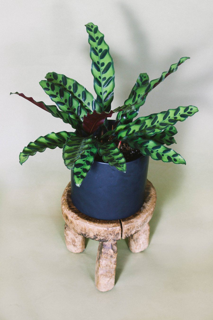 花盆里的响尾蛇