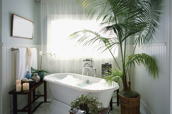 浴缸与高盆栽棕榈植物