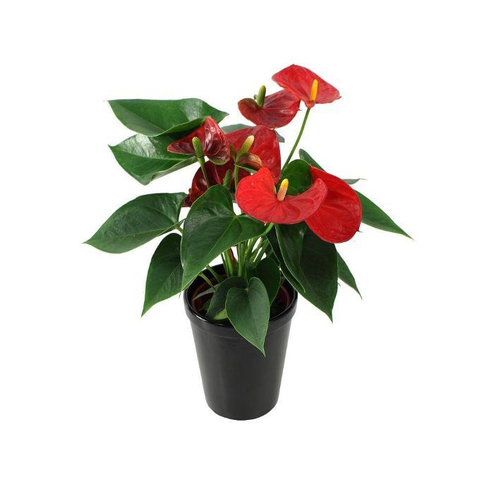 佛罗里达观叶花烛红