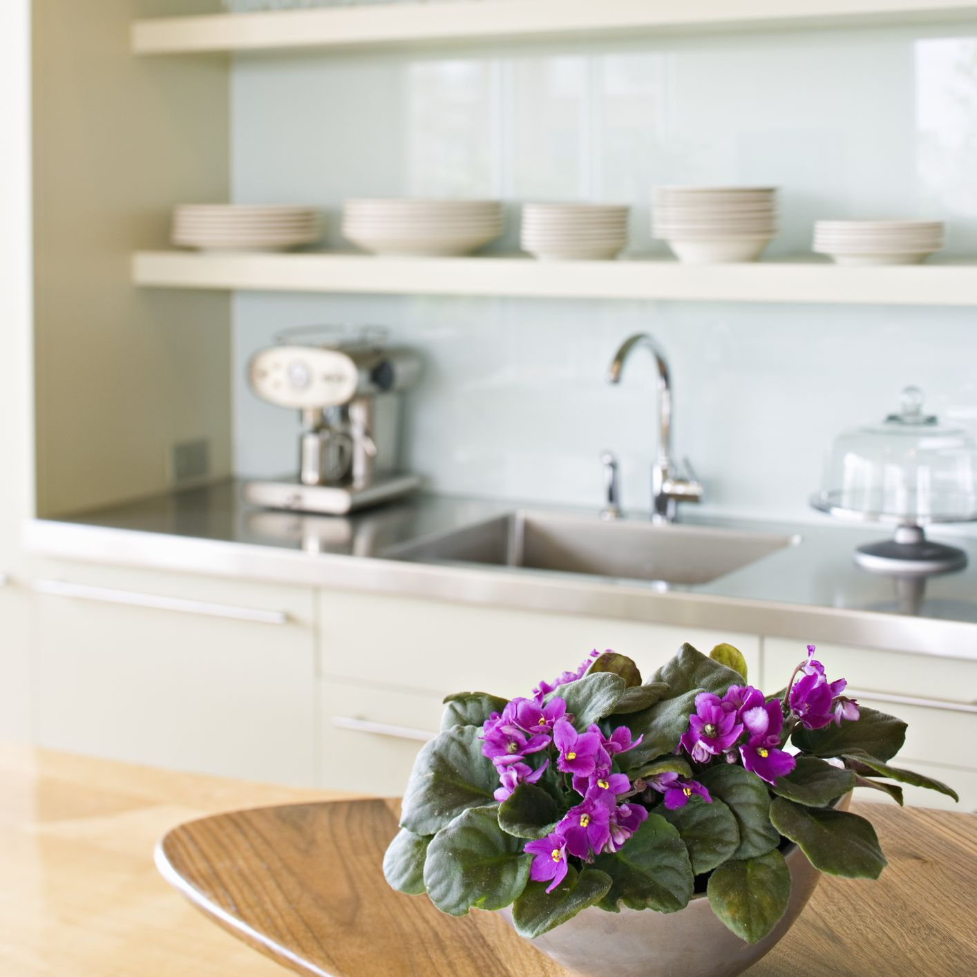 白色厨房里的木质柜台上放着紫色的非洲紫罗兰