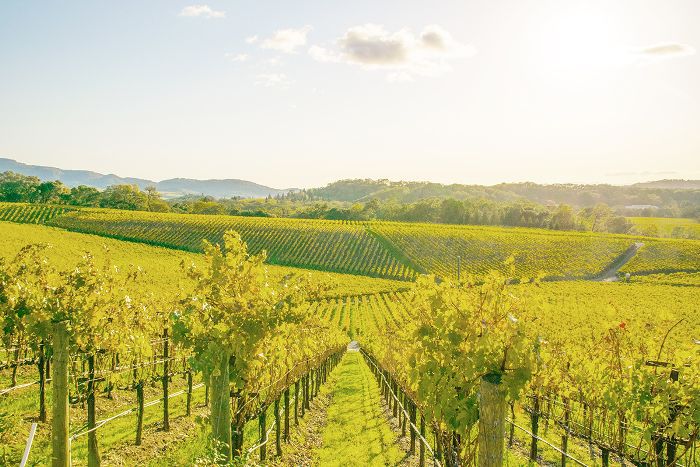 最好的地方去旅行在十月 - 纳帕谷