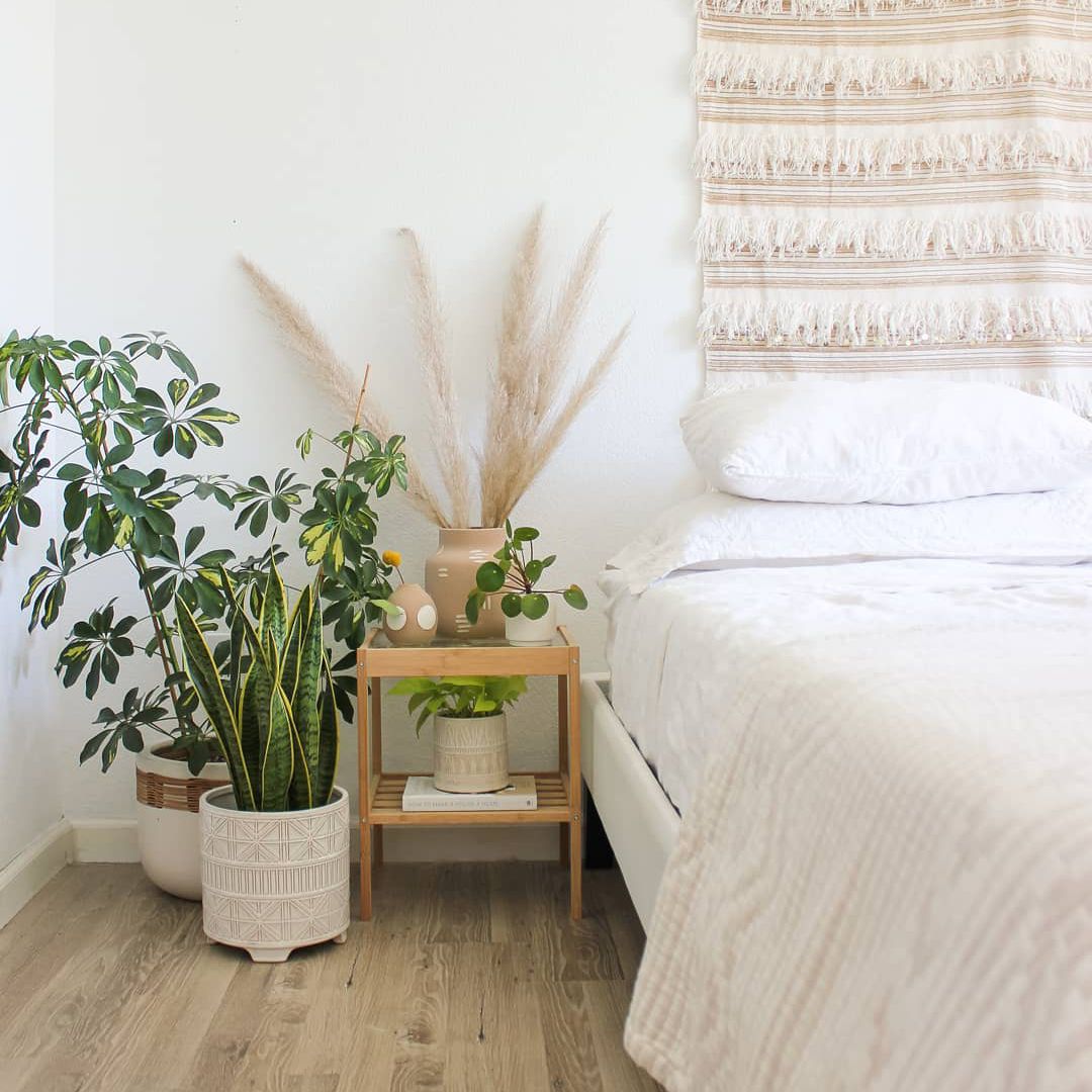 角落里的谢弗莱拉植物