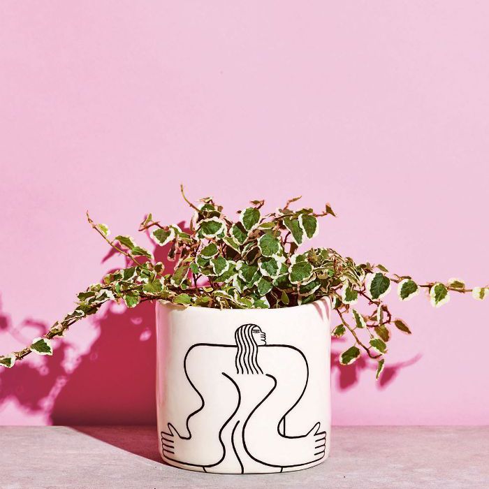 弱光室内植物-匍匐无花果