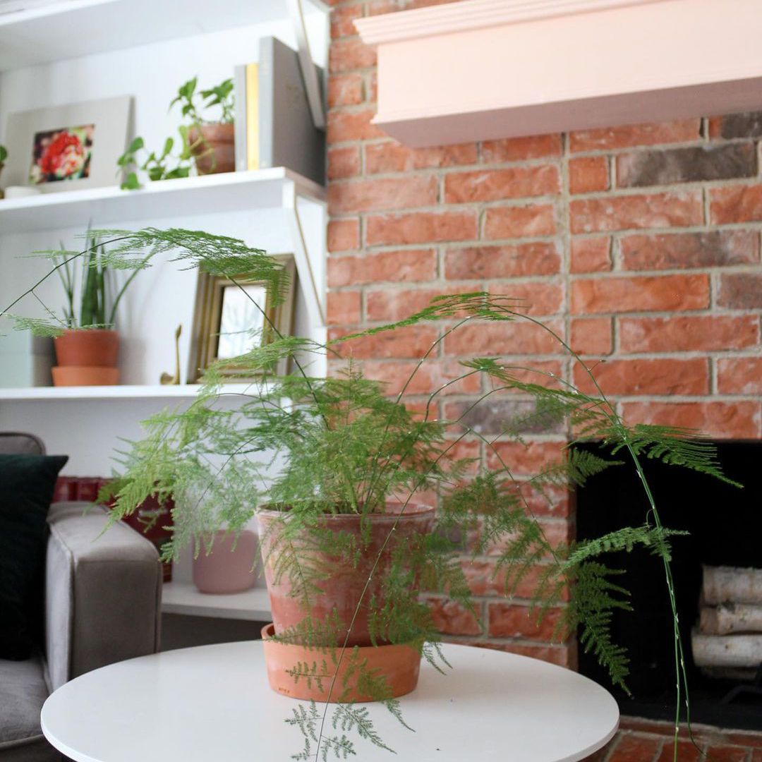 小桌上放着芦笋