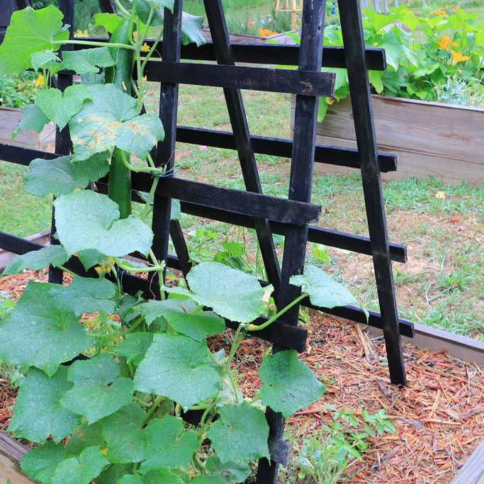 黄瓜植株爬上棚架。