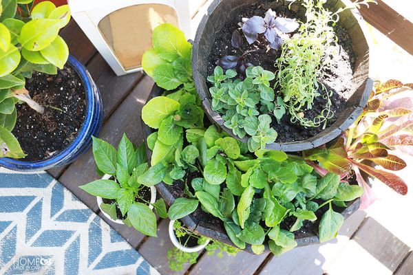 露台草本花园从顶上。