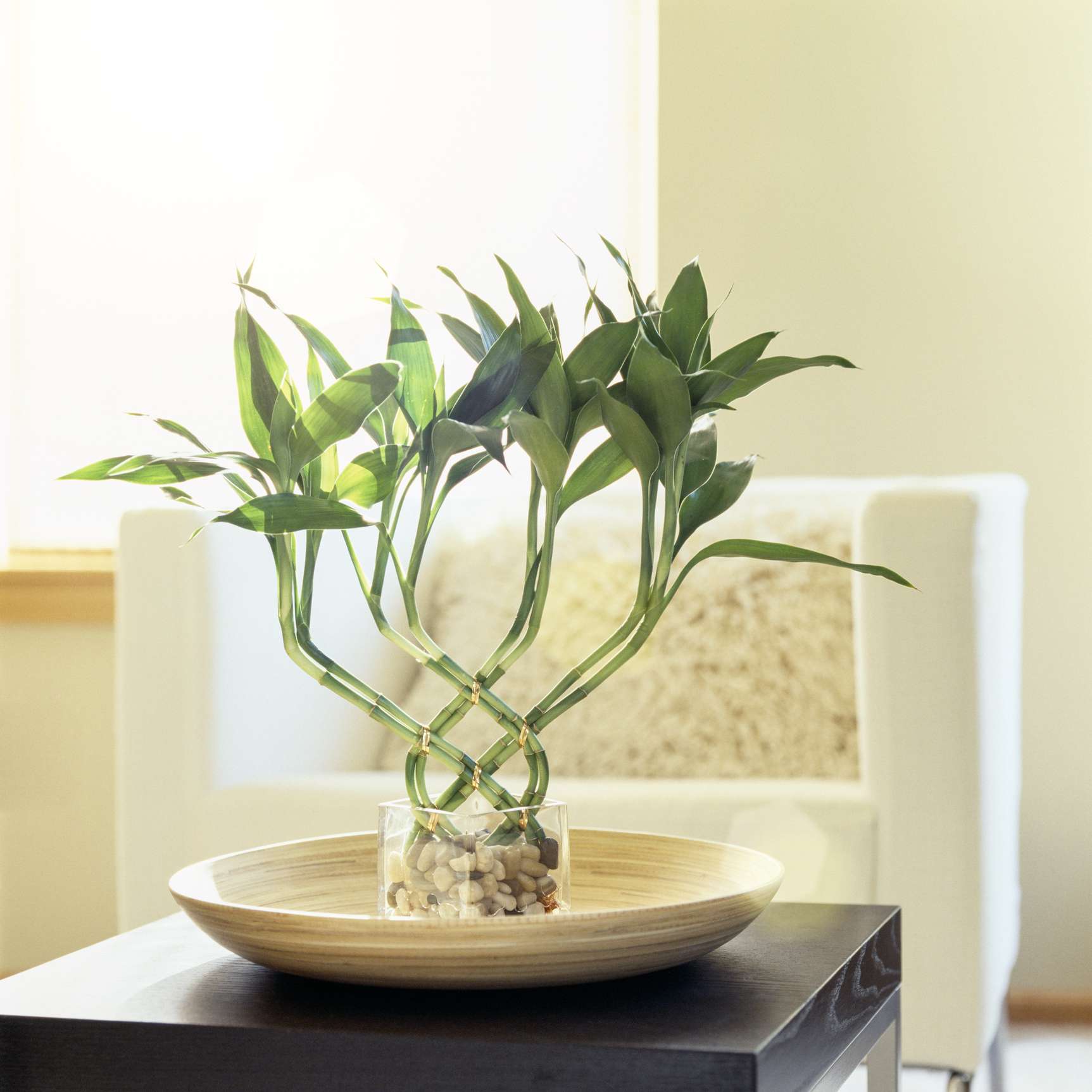 幸运竹编在一个碗在一个黑色的桌子与窗户的背景