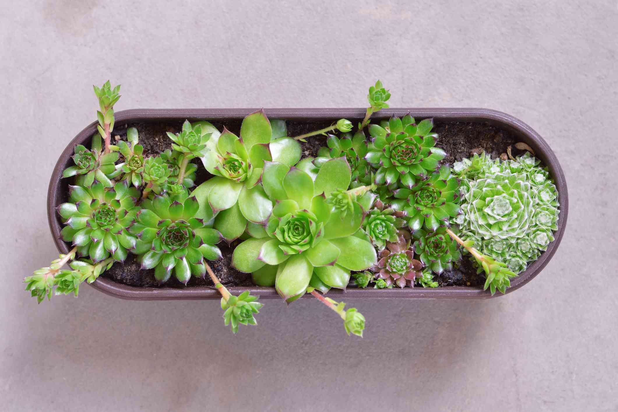 母鸡和小鸡植物在椭圆形容器