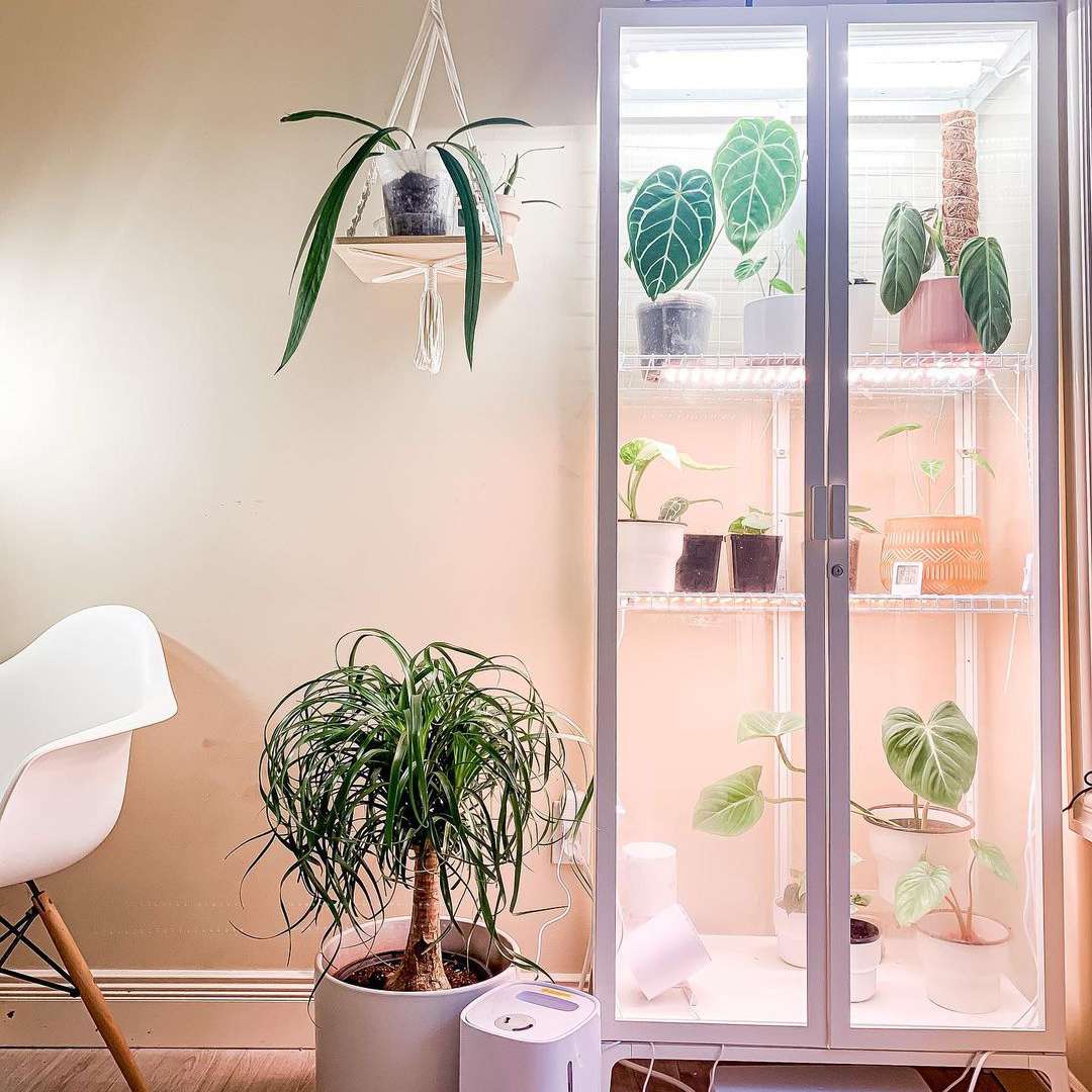 马尾棕在白色花盆旁边的地板上摆满了植物