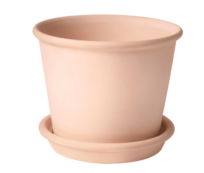 Muskotblomma植物锅用茶碟