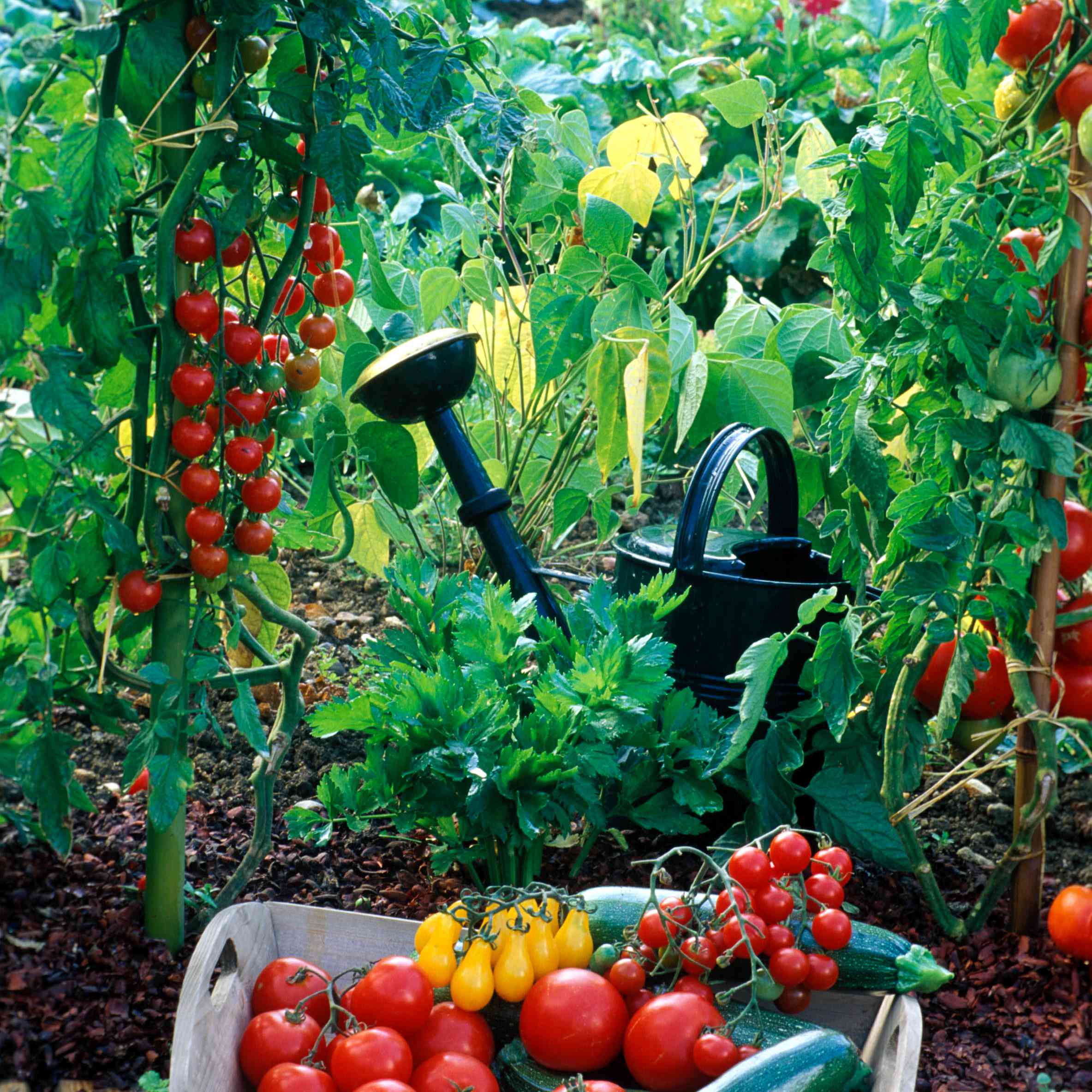 院子里放着一篮红色和黄色的西红柿，背景是花园和喷壶