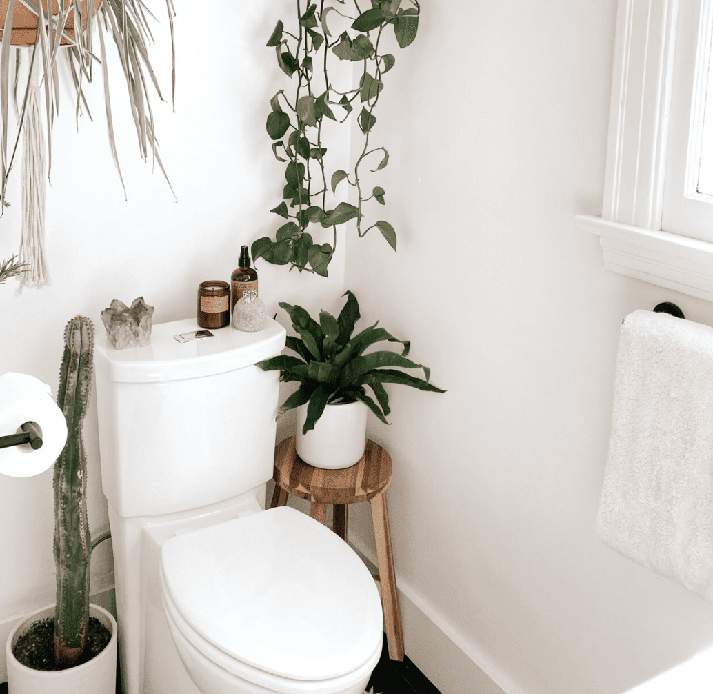 鸟类筑巢蕨类廉价植物