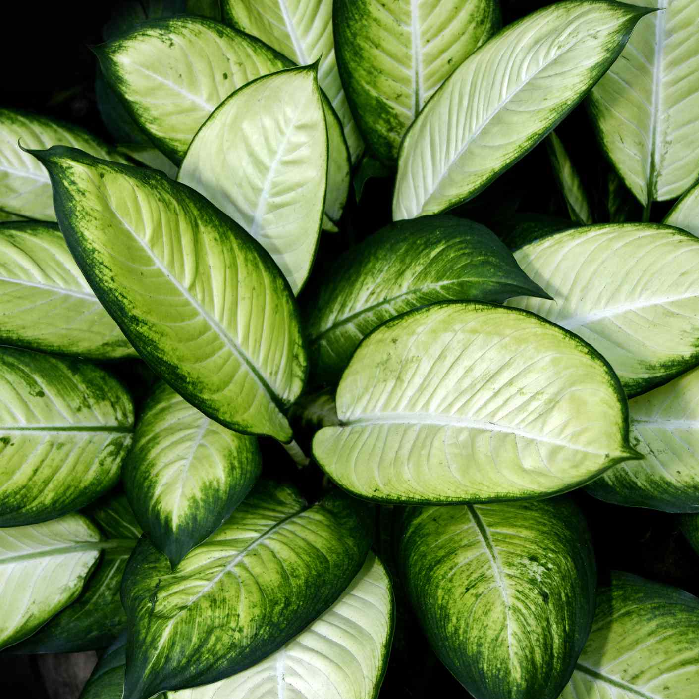 有绿色叶子的牛膝草