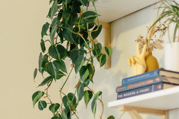 Philodendron Brasil落后与tchotchkes的高架子反对白色墙壁