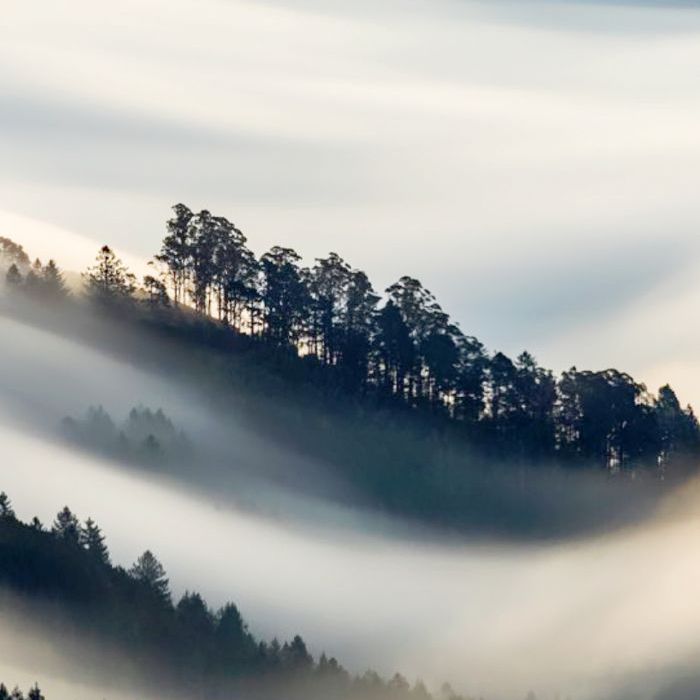 在塔玛佩斯山树线图