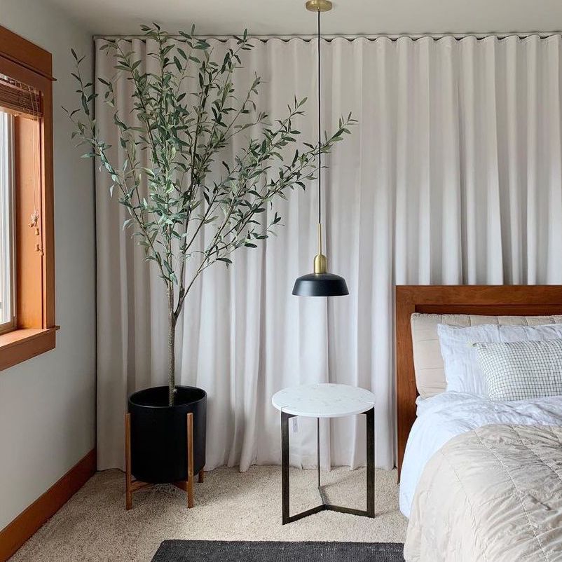 在卧室的橄榄树