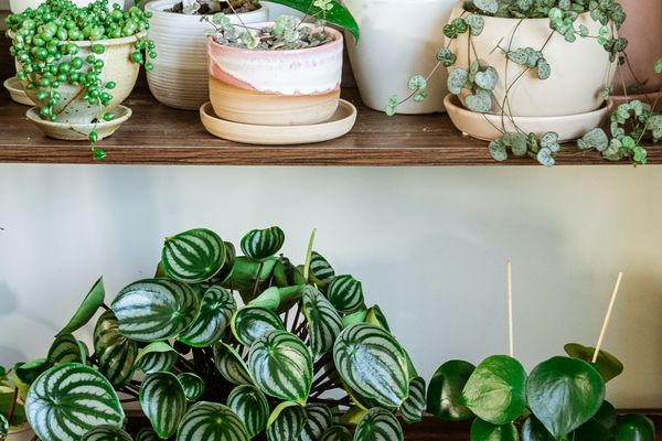 白色墙壁前的木制架子上的盆栽胡椒植物