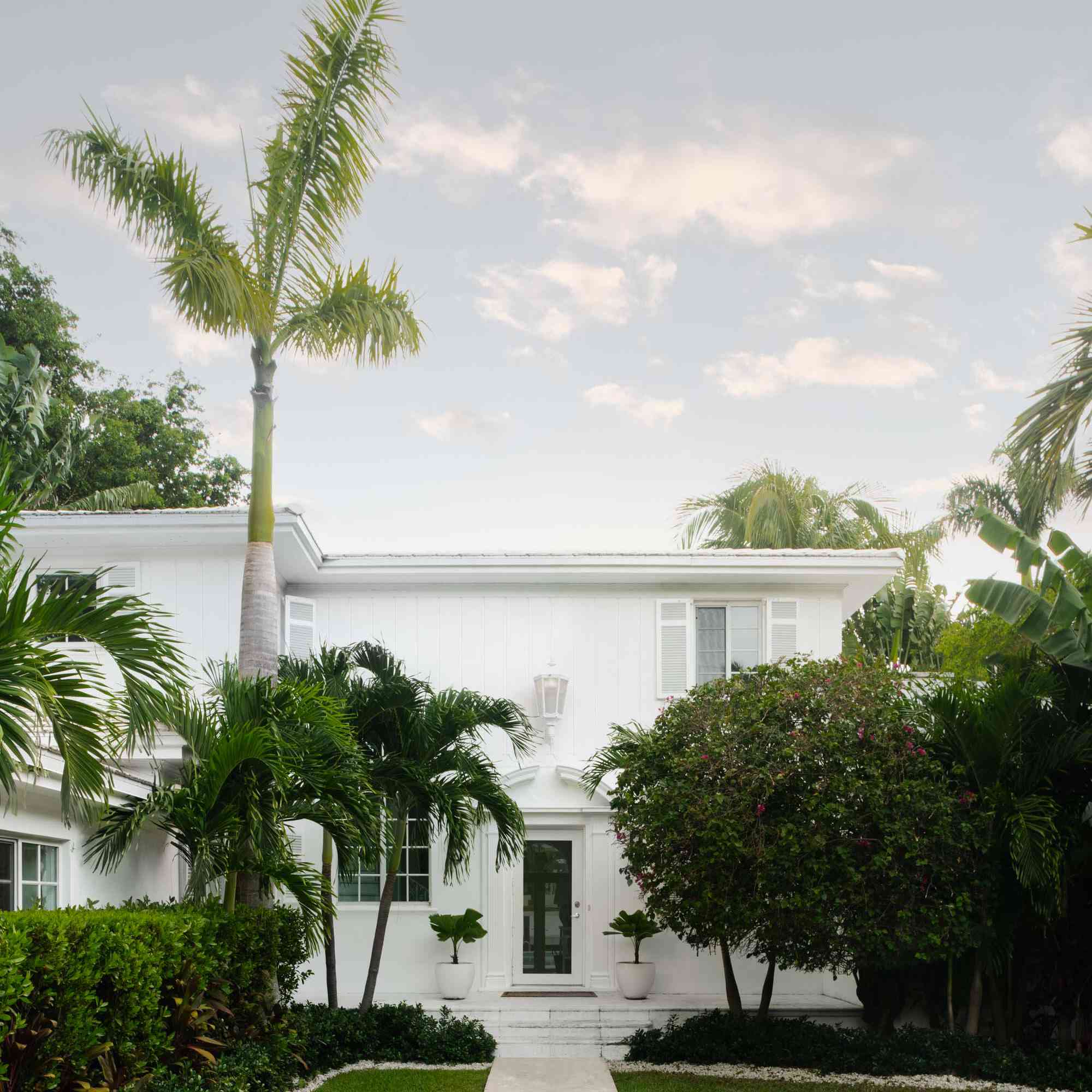 照片中有一棵巨大的棕榈树。