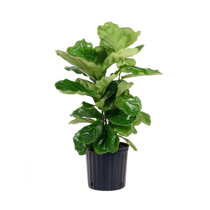 家得宝(Home Depot)无花果树(Ficus Lyrata)种植盆“class=