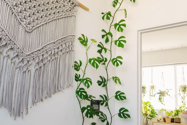 Rhaphidophora tetrasperma藤生长白色墙壁的角落有被编织的挂毯和床和植物的背景
