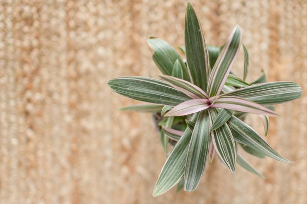 流浪的犹太人的植物