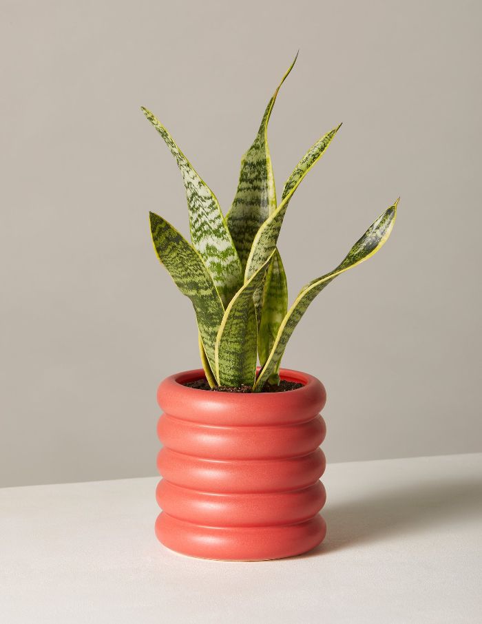 窗台蛇厂罗伦在小多洛雷斯播种机