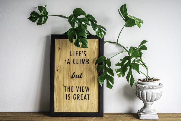 雌性硫酚植物倾斜抗照