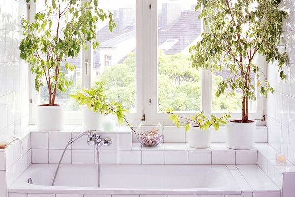 两个哭泣的无花果树在盆中