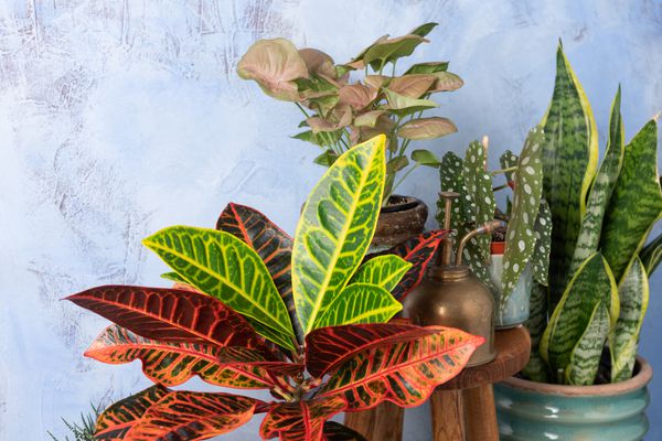 在一个大盆里，有红色、绿色和黄色叶子的巴豆和其他室内植物在灰色的背景前