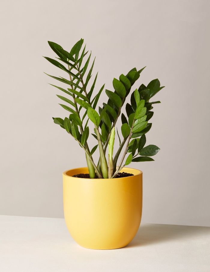 窗台ZZ厂中等格兰特播种机