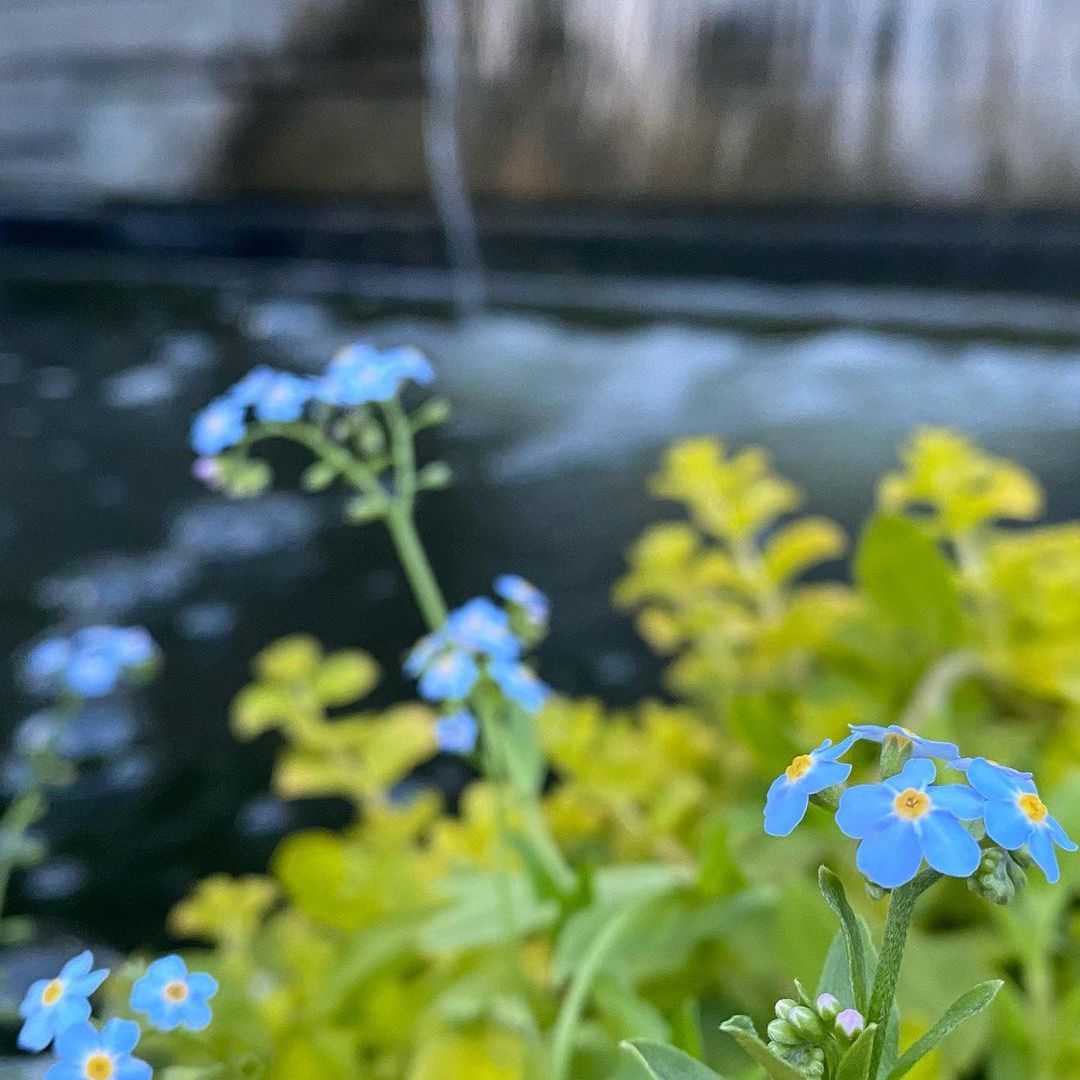 忘了我不是鲜花