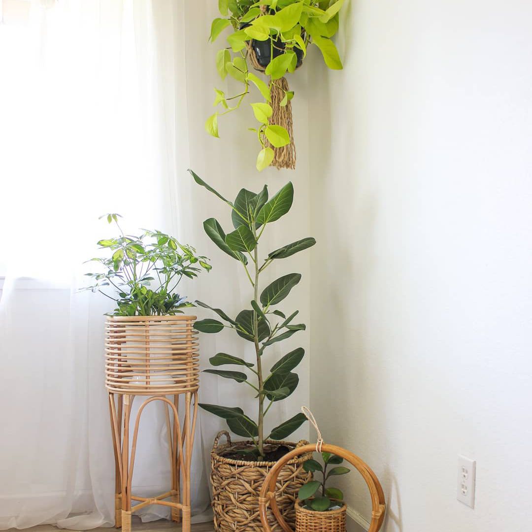 榕奥黛丽在一个角落里