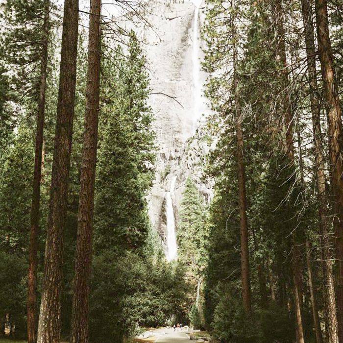 约塞米蒂国家公园一条绿树成荫的道路