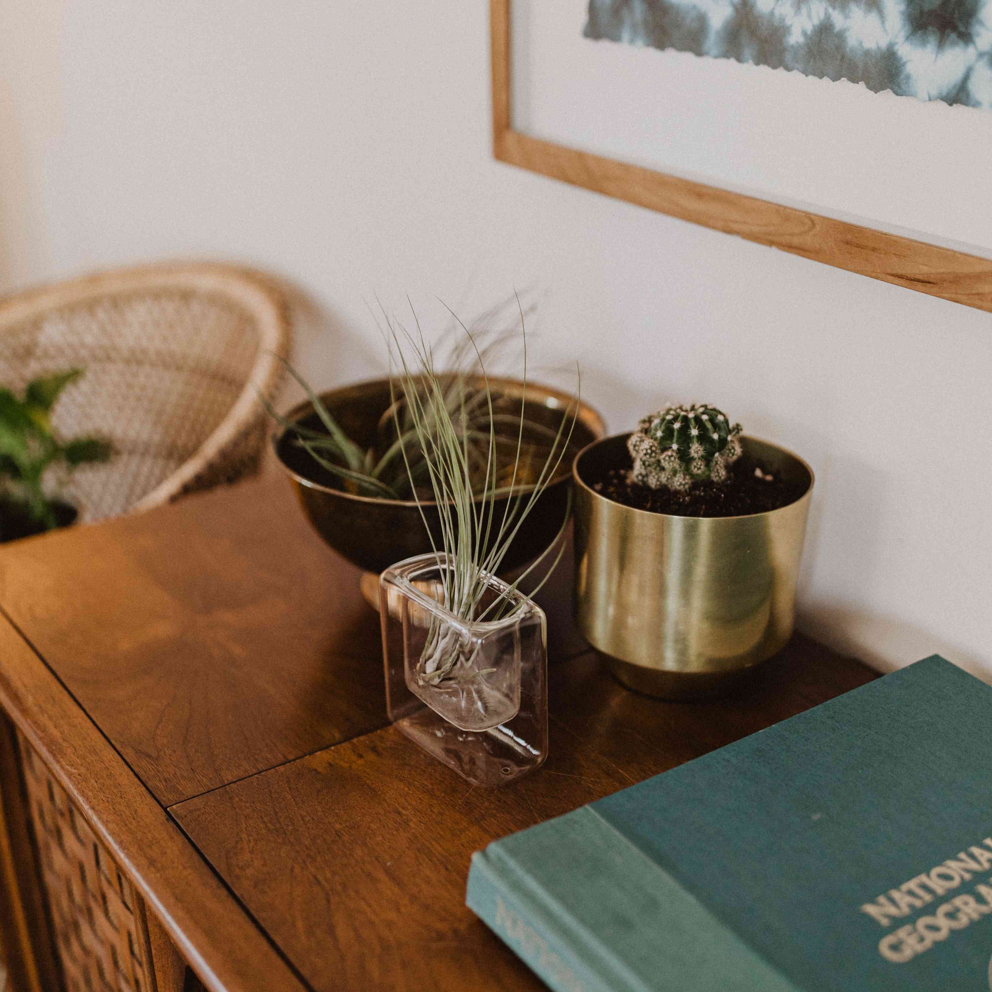 空气植物在桌子上